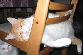 华体会登录-时空裂隙中的对决，当深圳队遇见开拓者，切特的冠军预演