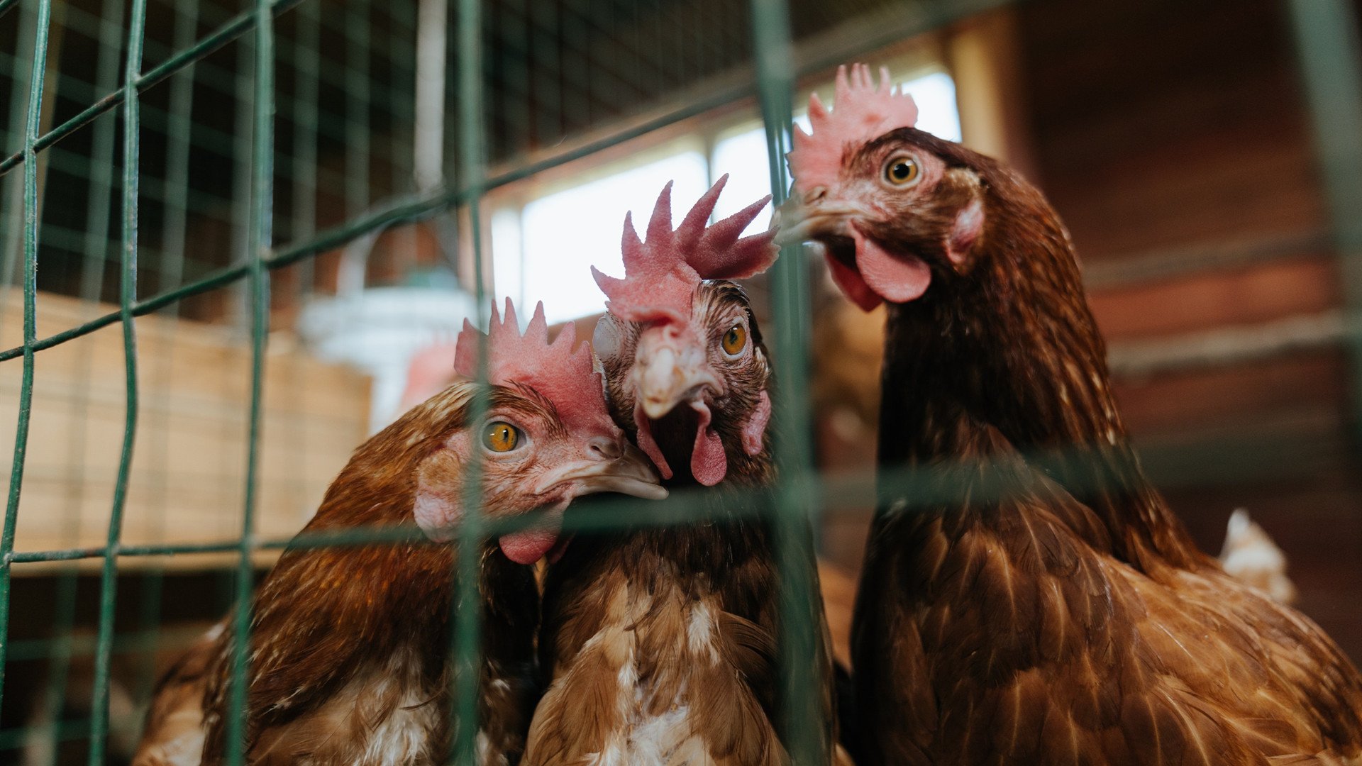 华体会app-极速与决胜，当银箭在巴林起飞，白衣在安菲尔德凯旋  第2张